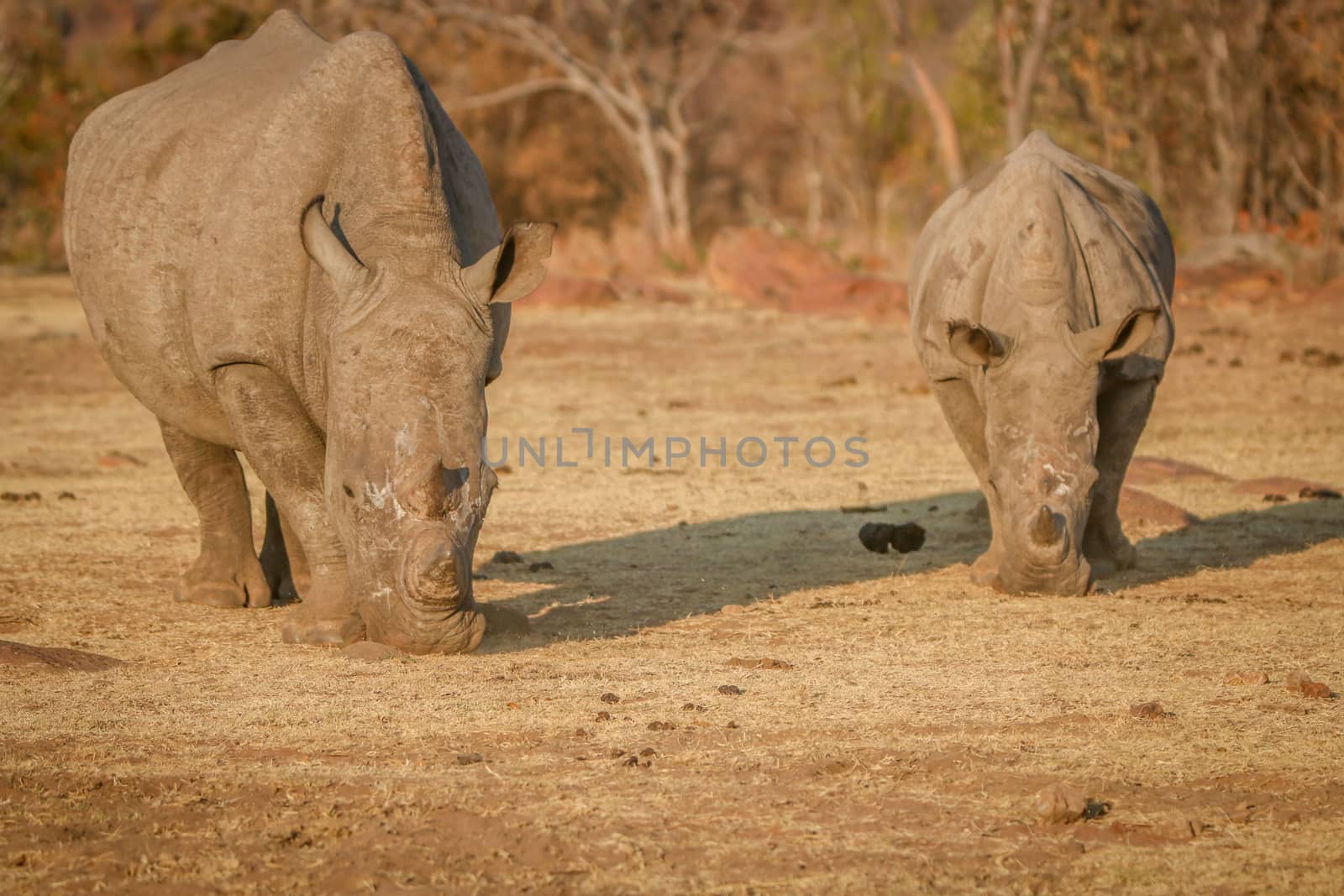 Two White rhinos grazing in the bush. by Simoneemanphotography