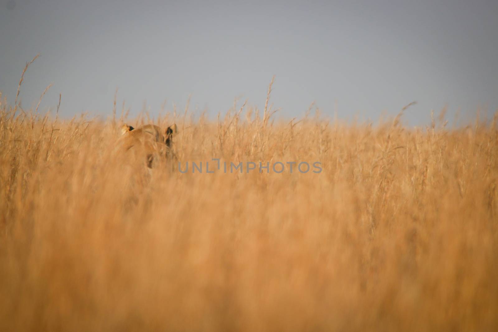 Lioness walking in the high grass. by Simoneemanphotography