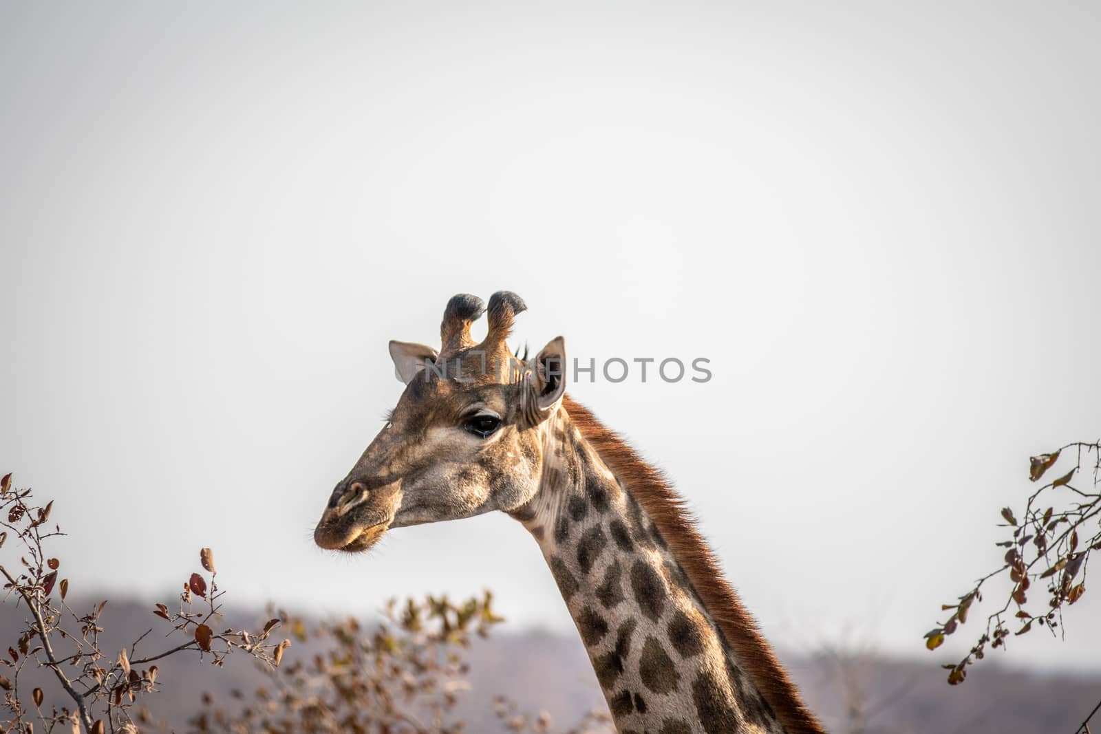 Side profile of a Giraffe in Africa. by Simoneemanphotography