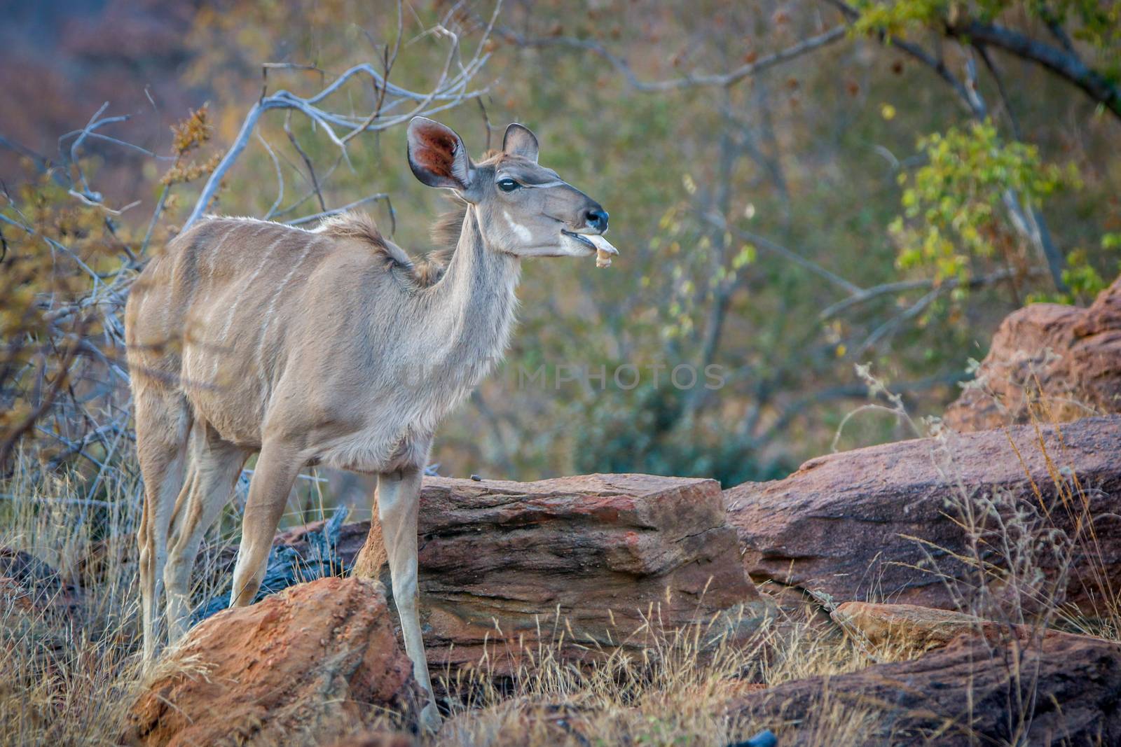 Female Kudu chewing on a bone in the Welgevonden game reserve, South Africa.