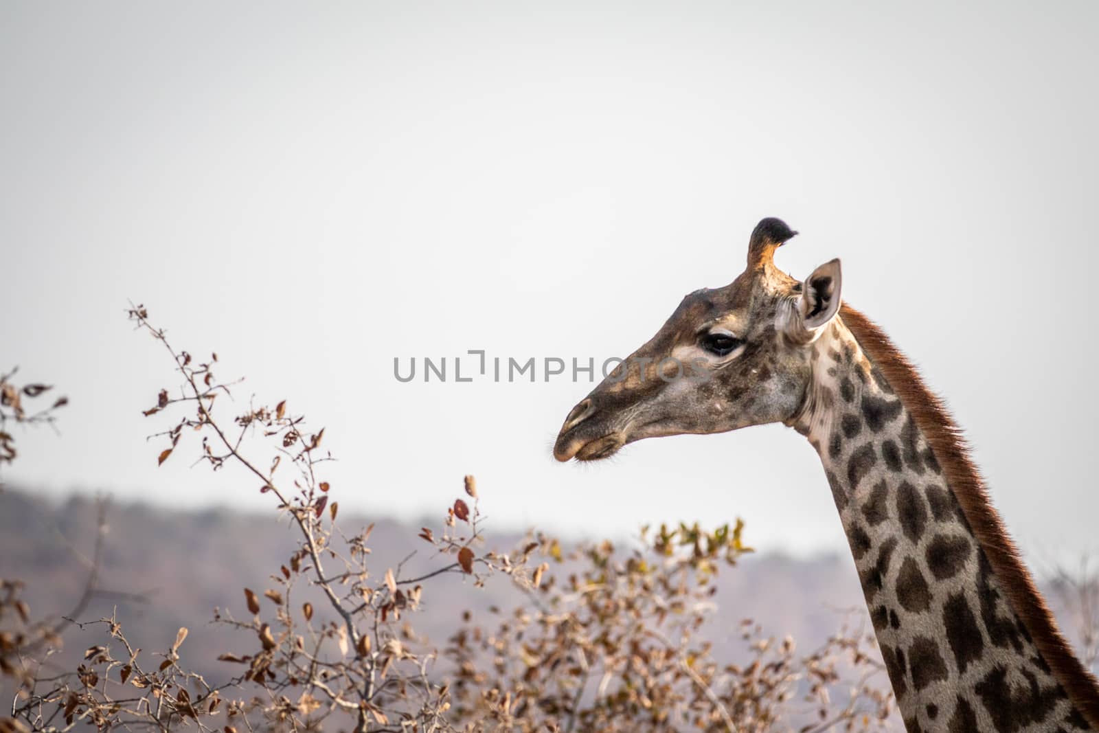 Side profile of a Giraffe in Africa. by Simoneemanphotography