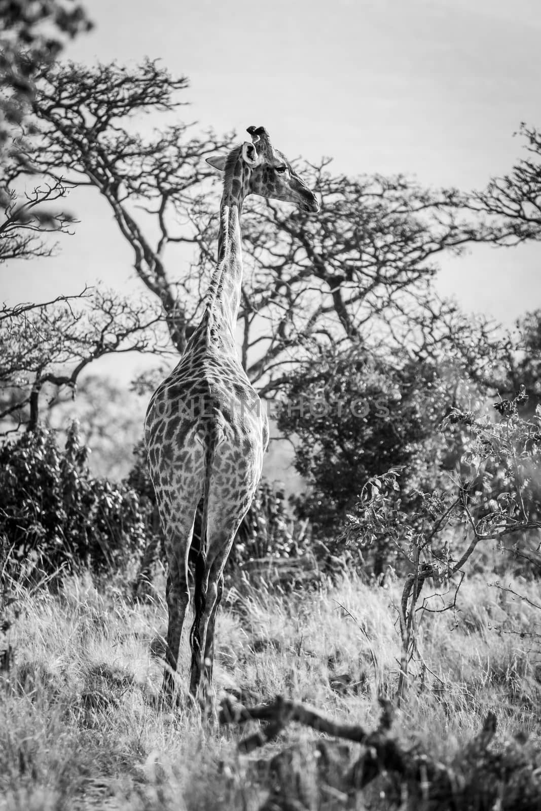 Giraffe standing in the African bush in black and white in the Welgevonden game reserve, South Africa.