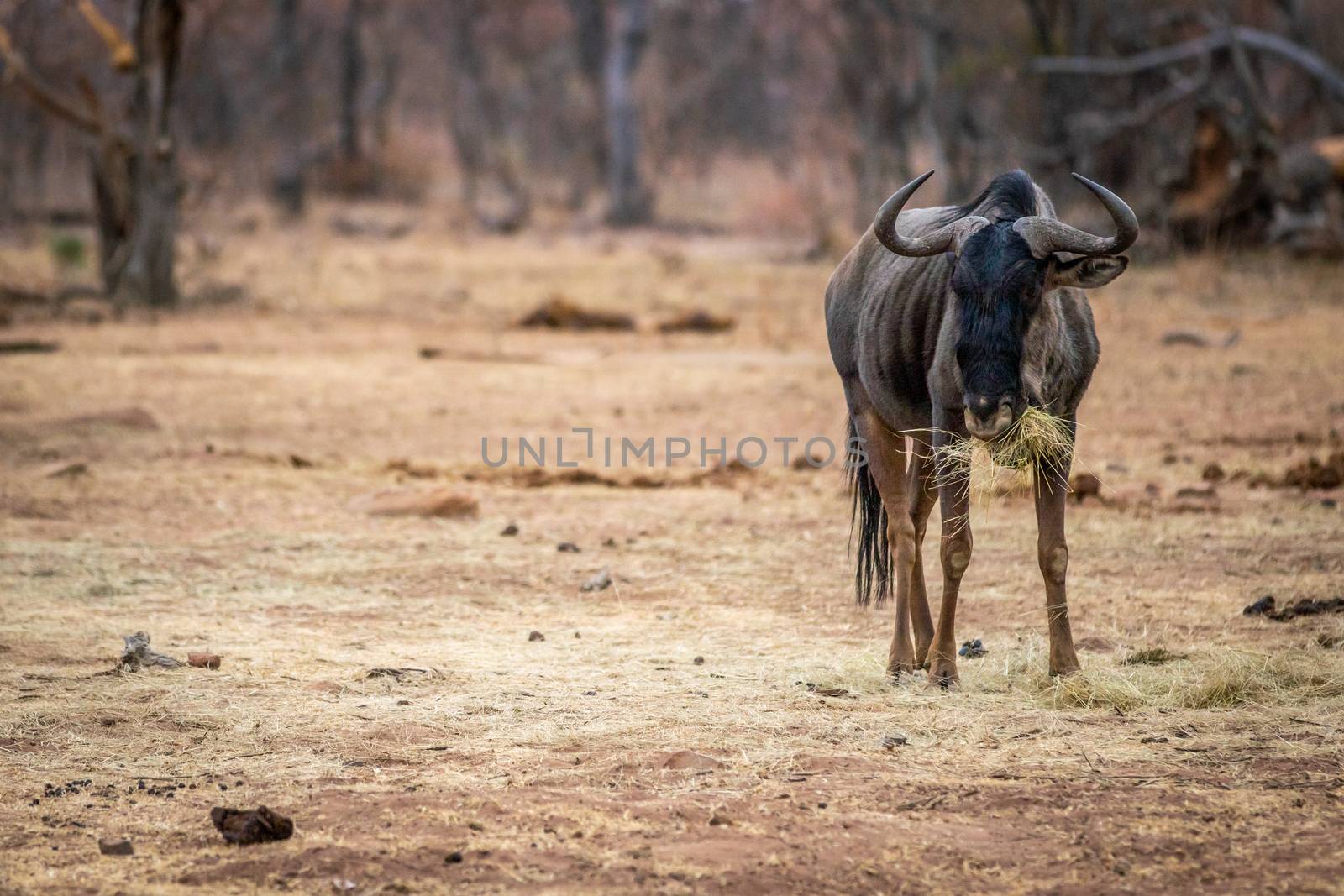 Blue wildebeest standing and eating. by Simoneemanphotography