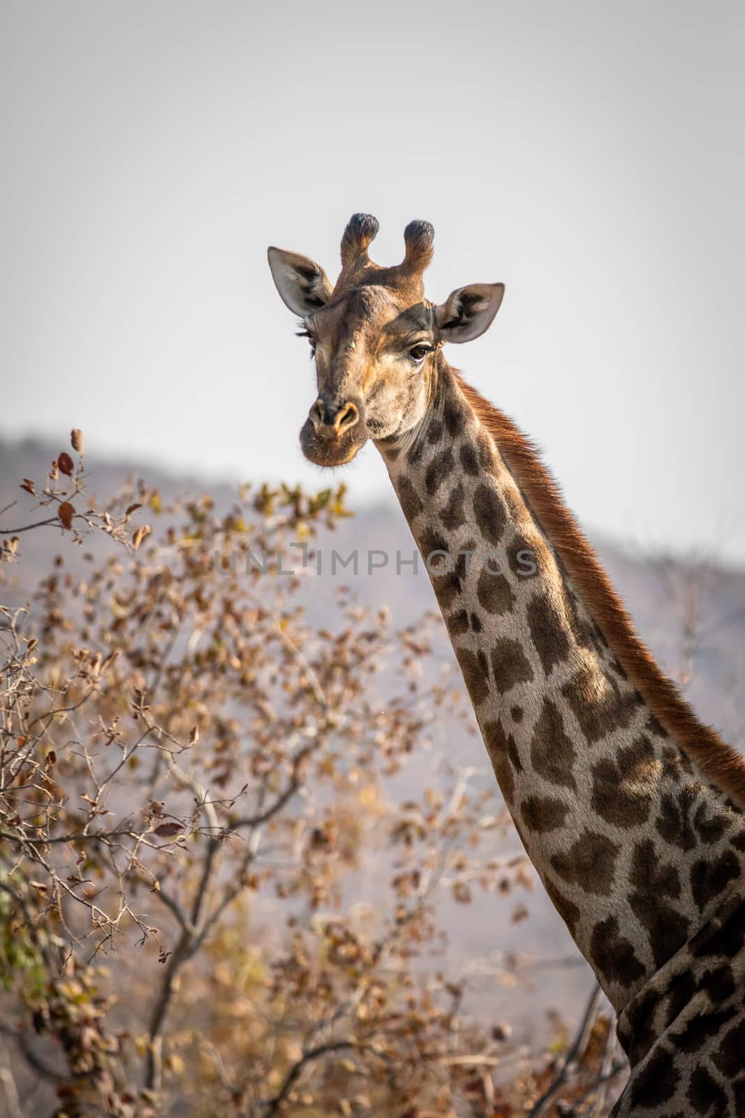 Giraffe looking at the camera in the Welgevonden game reserve, South Africa