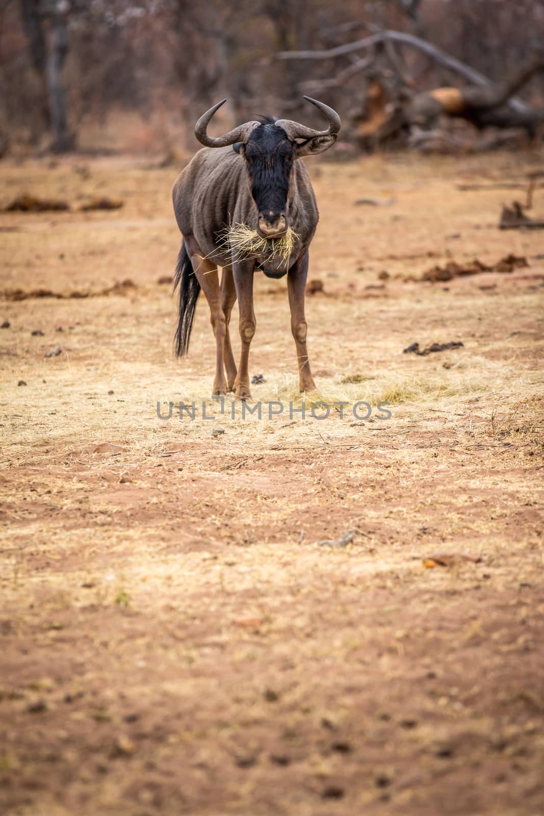 Blue wildebeest standing and eating in the Welgevonden game reserve, South Africa