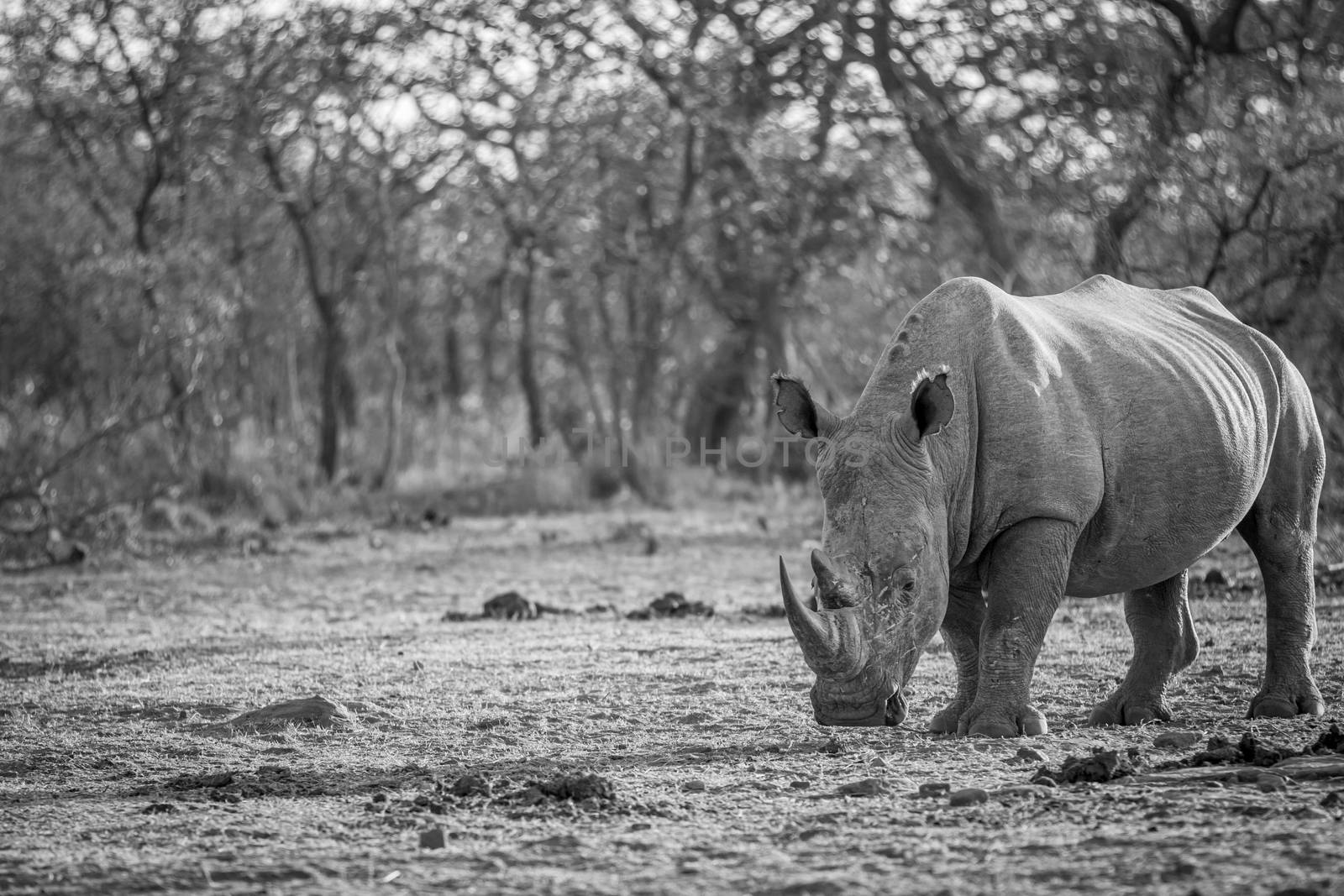 White rhino standing in black and white in the grass, South Africa.