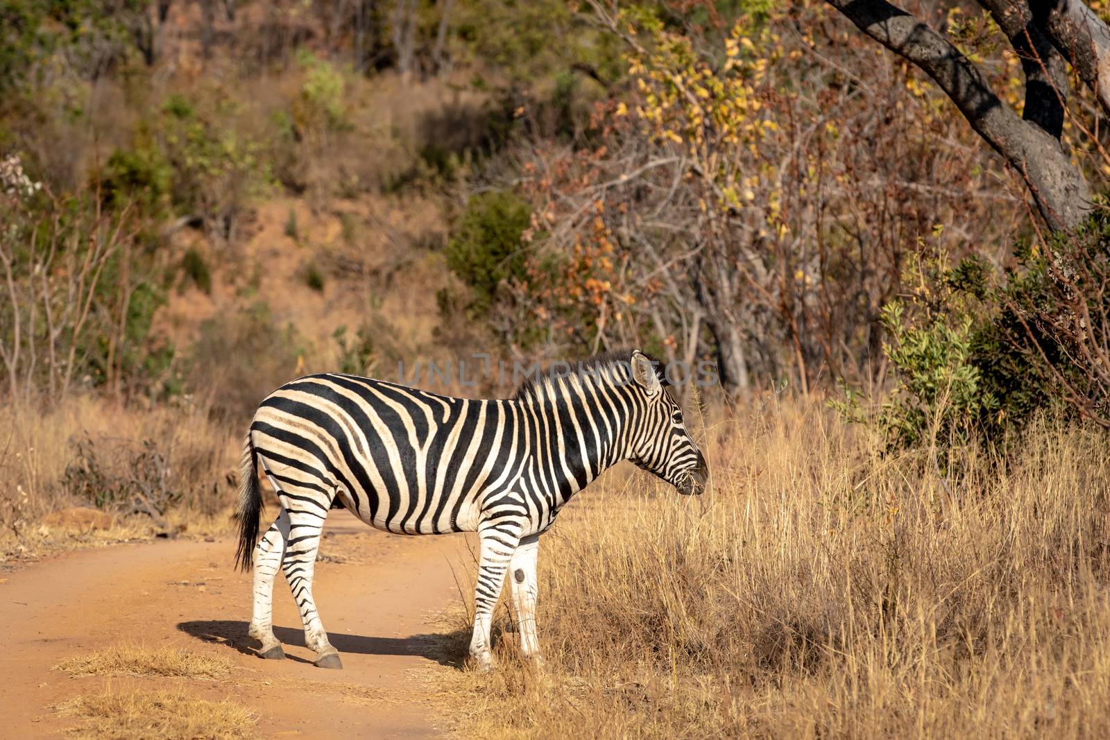 Zebra standing in the road in the Welgevonden game reserve, South Africa.