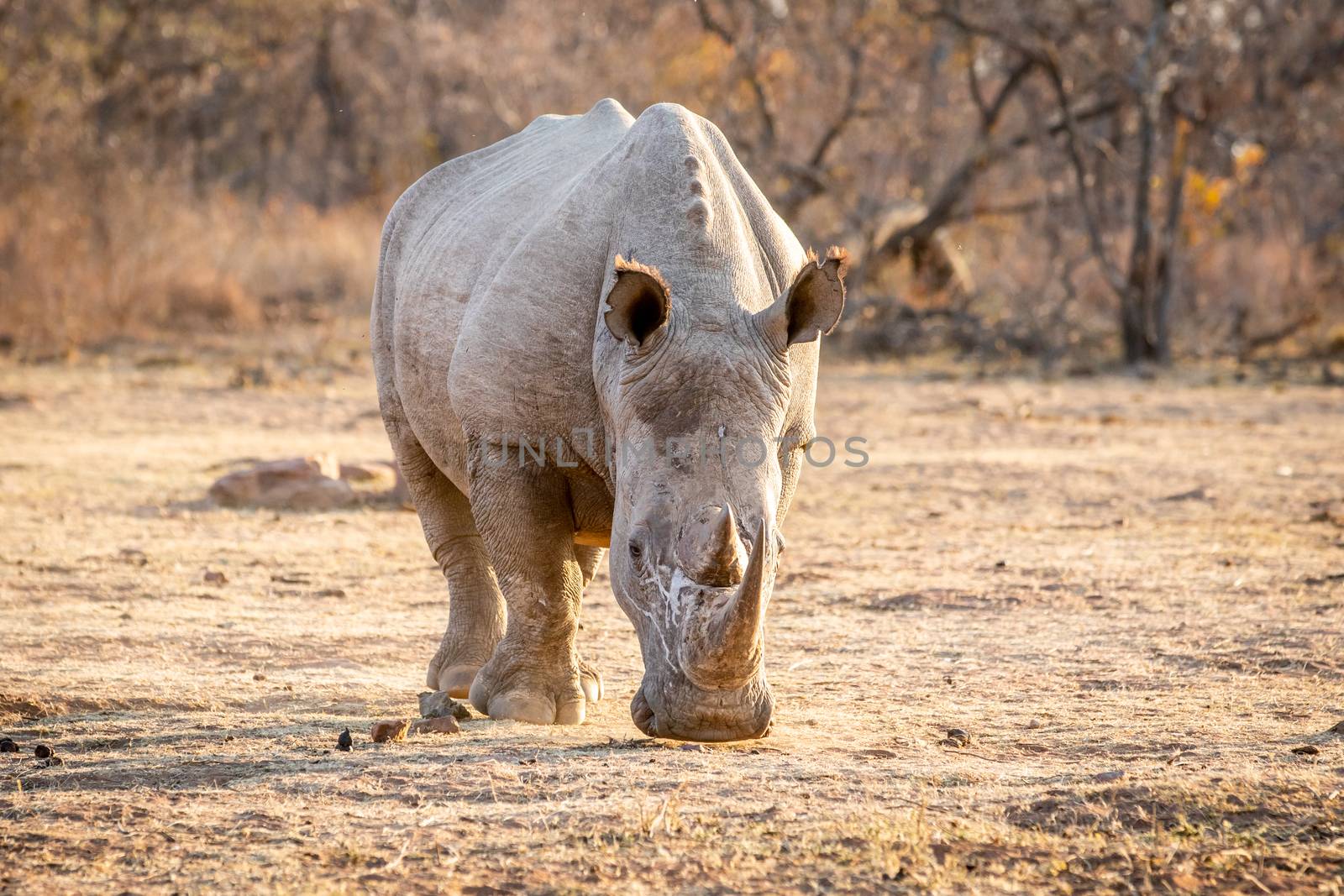 White rhino standing in the grass, South Africa.