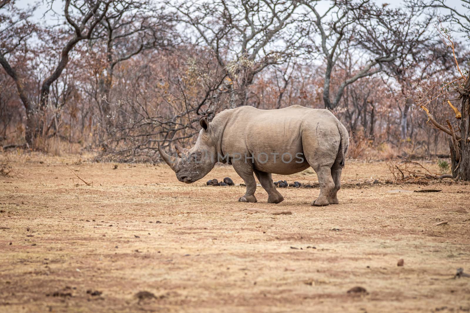 White rhino walking in the bush, South Africa.