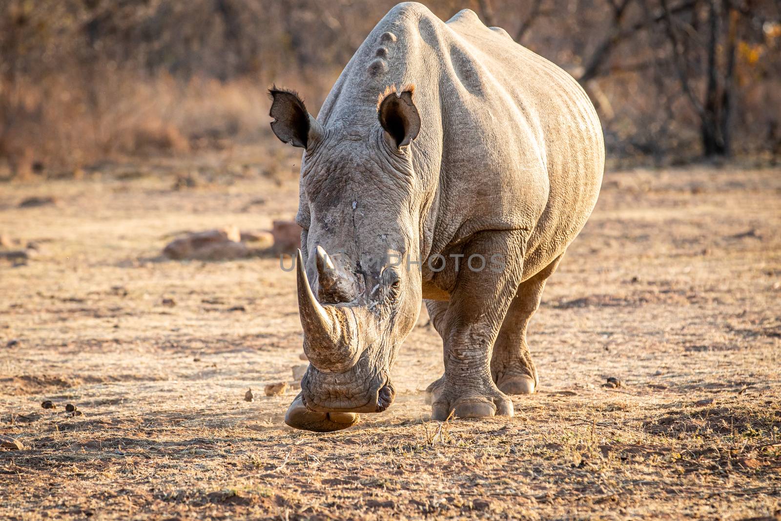 White rhino standing in the grass, South Africa.