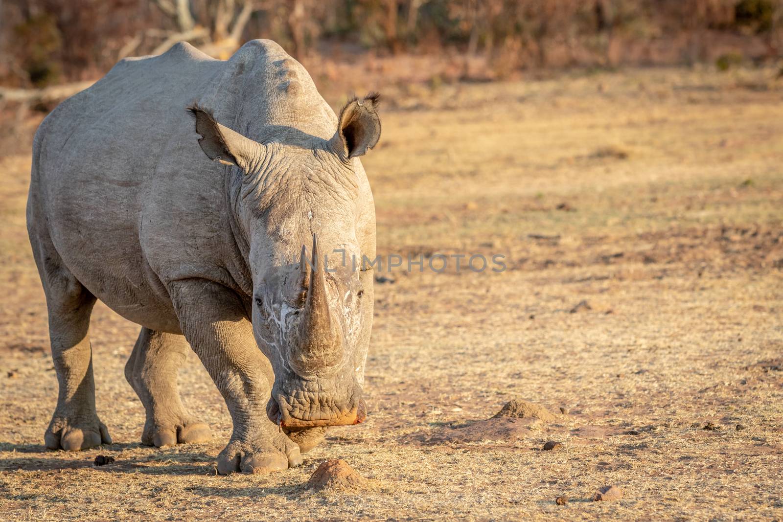 White rhino standing in the grass. by Simoneemanphotography