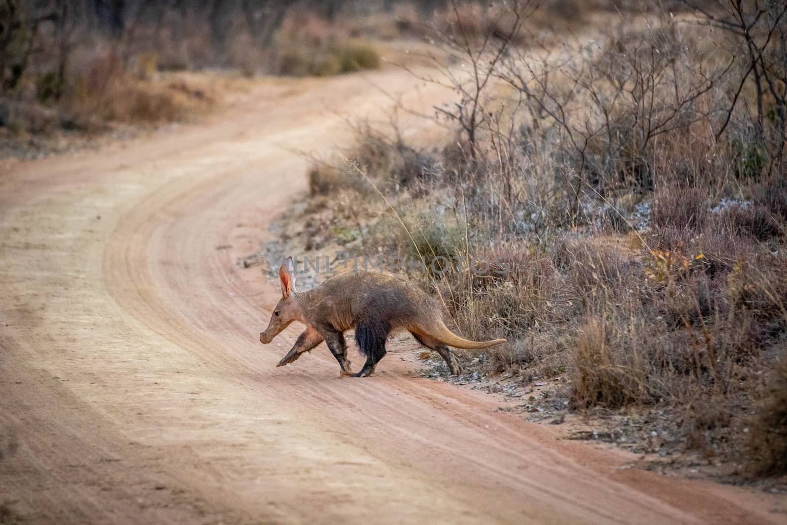 Aardvark crossing a bush road in the Welgevonden game reserve, South Africa.