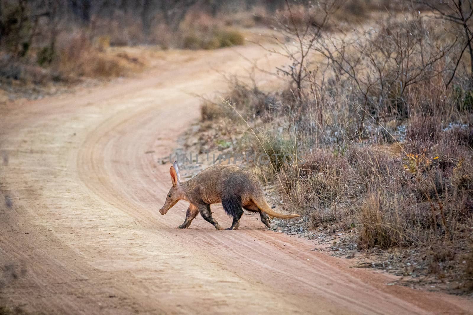 Aardvark crossing a bush road. by Simoneemanphotography