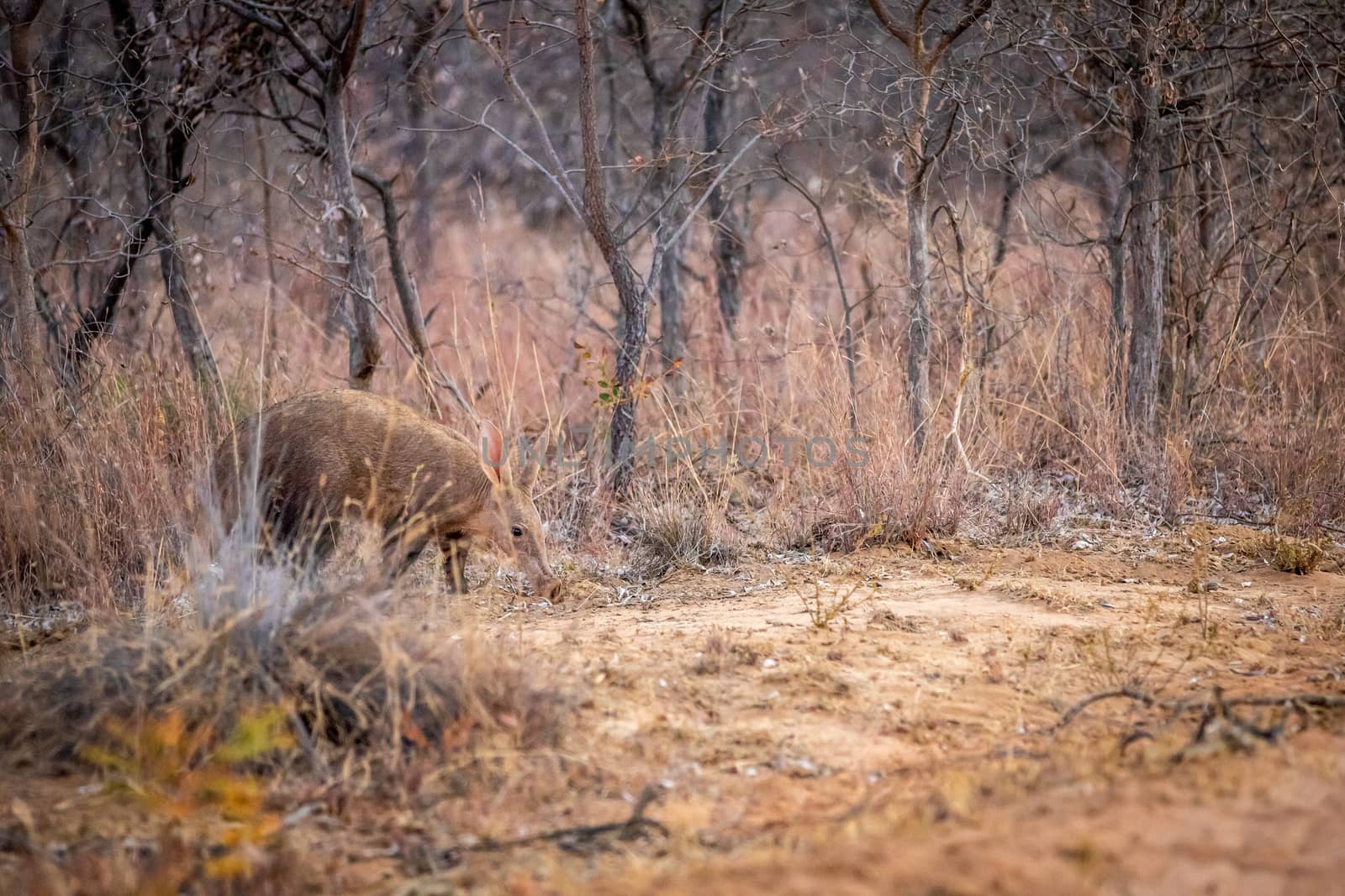 Aardvark walking in the African bush. by Simoneemanphotography
