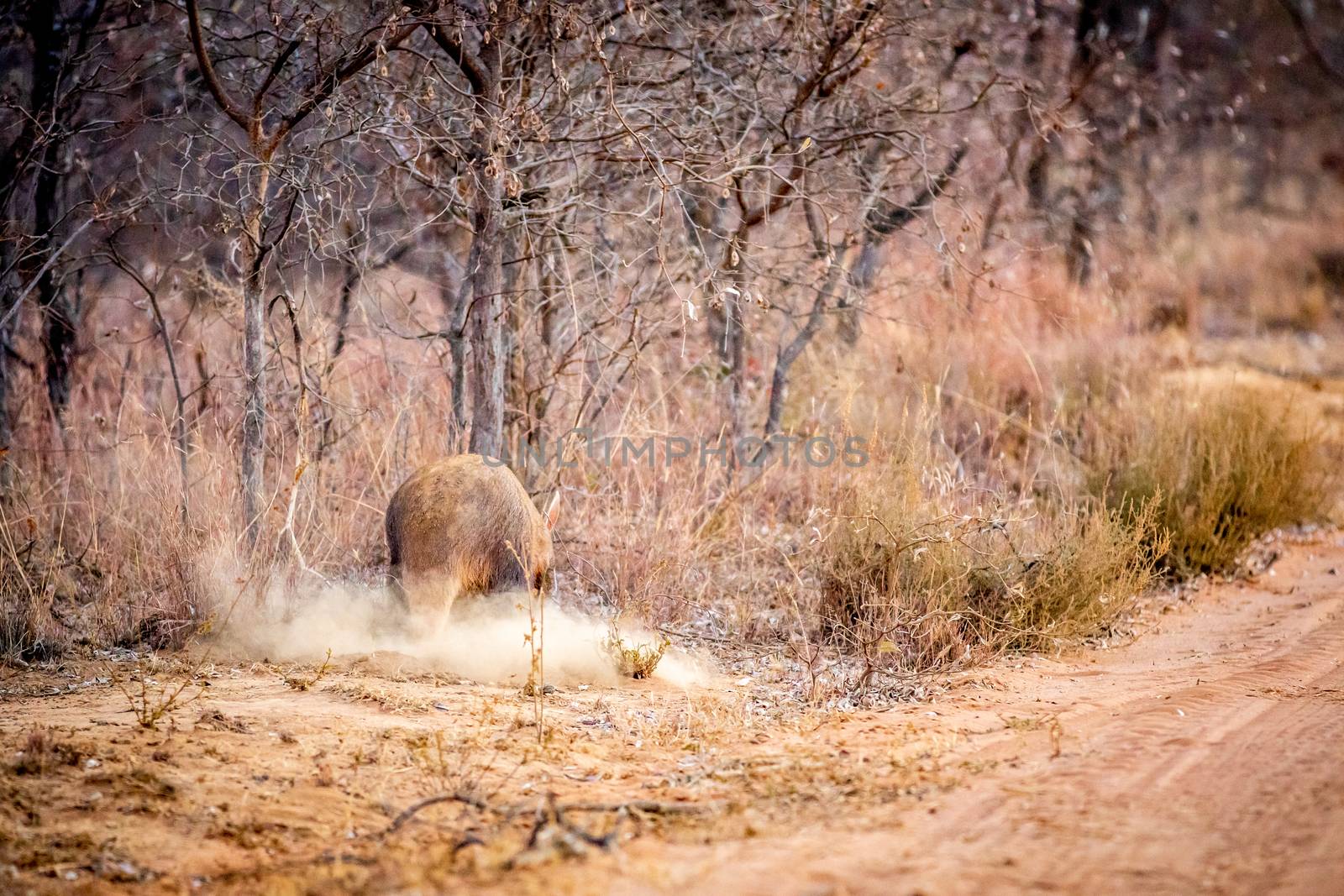Aardvark foraging for ants in the bush. by Simoneemanphotography