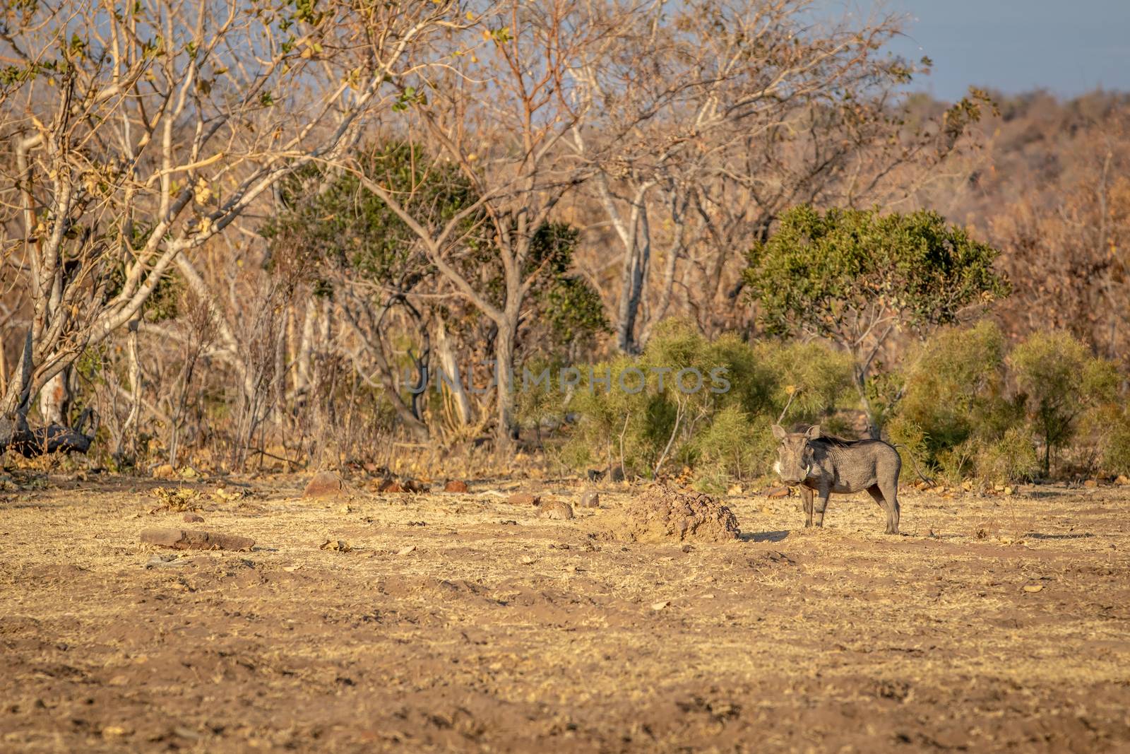 Big male Warthog standing in the grass. by Simoneemanphotography