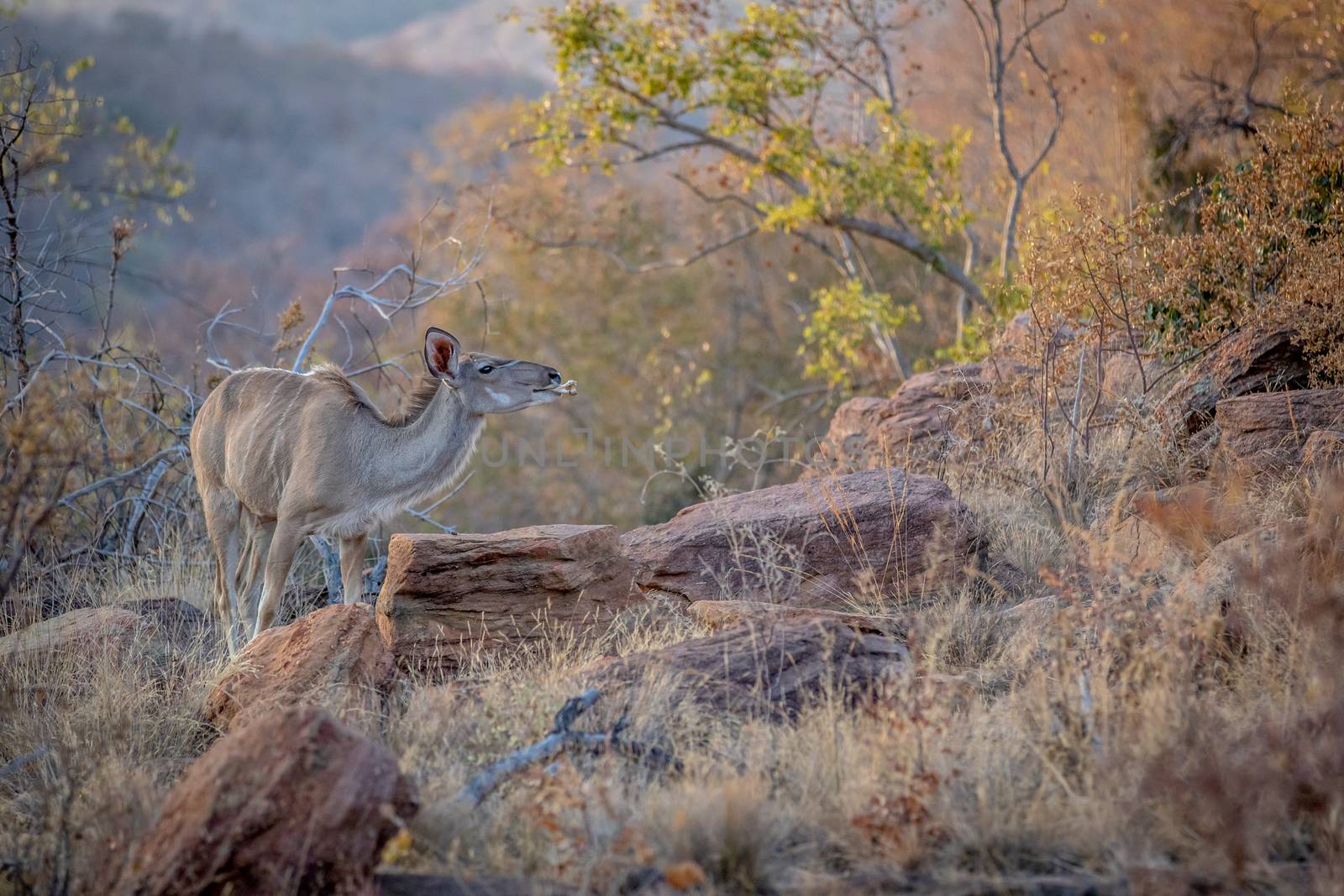 Female Kudu chewing on a bone. by Simoneemanphotography