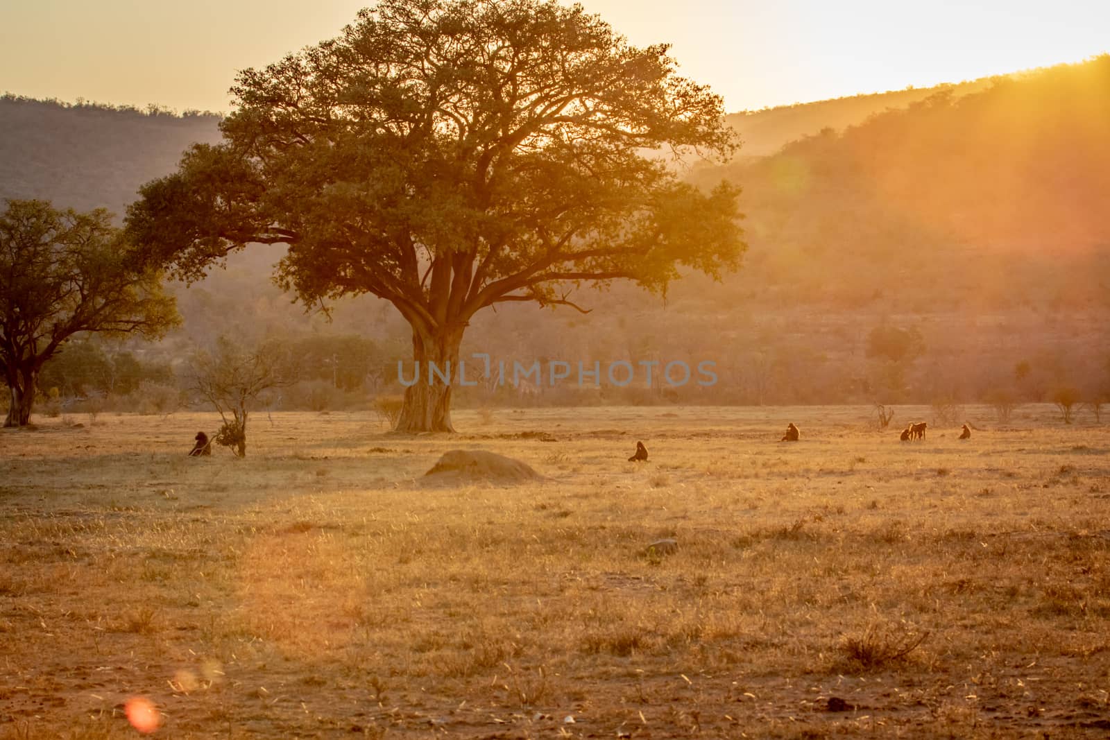 Sunset on a open plain with Chacma baboons in the Welgevonden game reserve, South Africa.