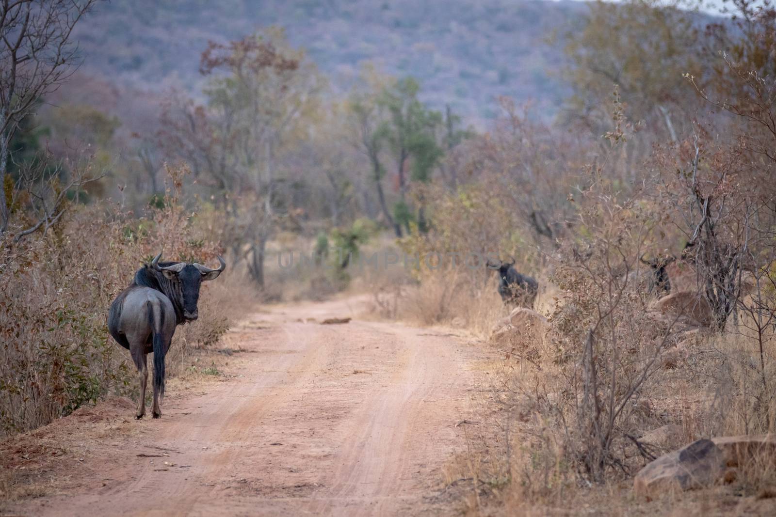 Blue Wildebeest standing in the road in the Welgevonden game reserve, South Africa.