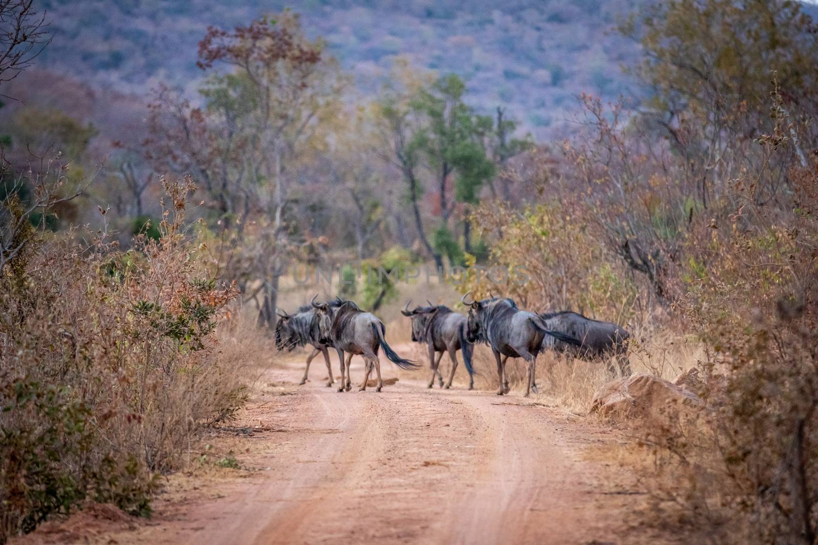 Blue Wildebeest standing in the road in the Welgevonden game reserve, South Africa.