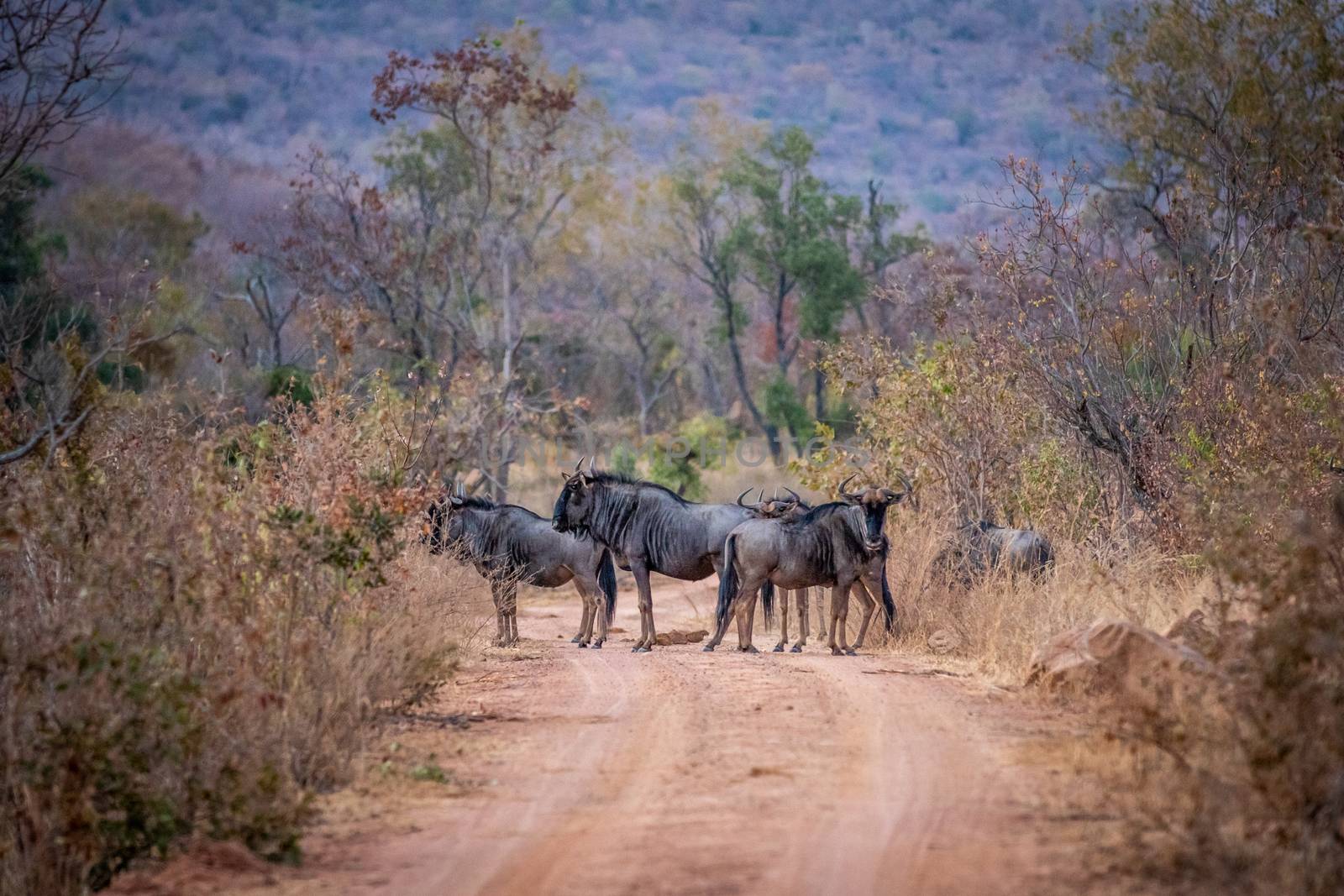 Blue wildebeest standing in the road. by Simoneemanphotography