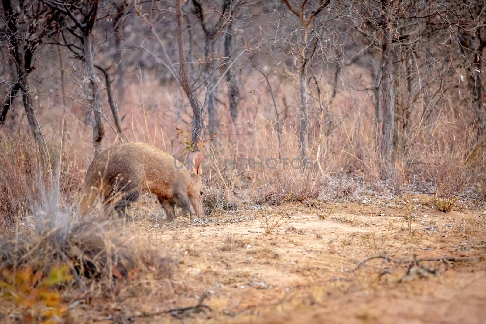 Aardvark walking in the African bush. by Simoneemanphotography