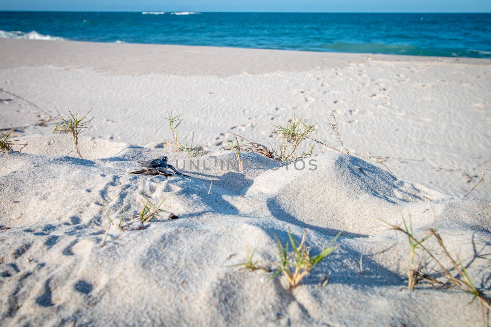 Green sea turtle hatchling on the beach. by Simoneemanphotography