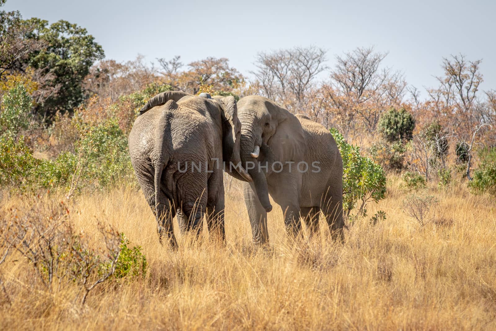 Two big male Elephants playing. by Simoneemanphotography