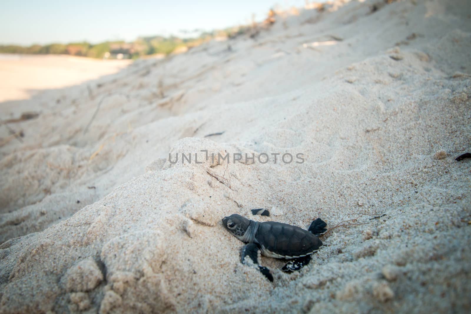 Green sea turtle hatchling on the beach. by Simoneemanphotography