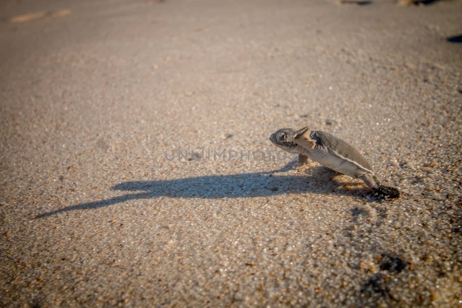 Green sea turtle hatchling on the beach. by Simoneemanphotography