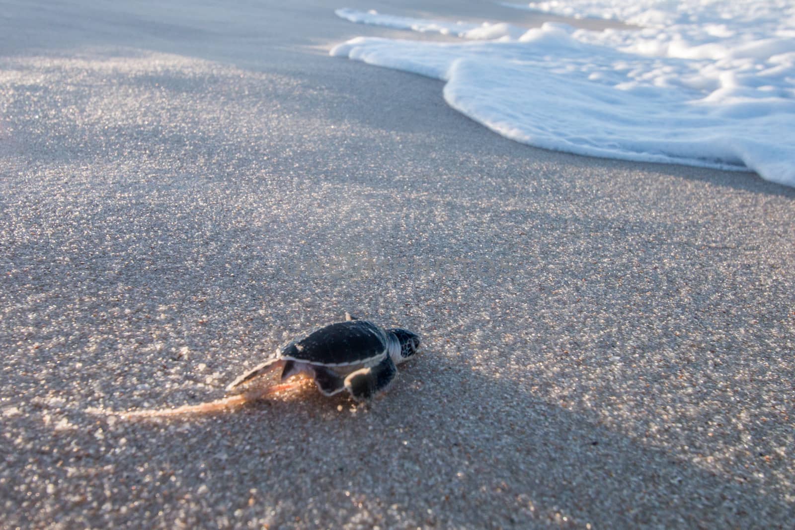 Green sea turtle hatchling on the beach. by Simoneemanphotography