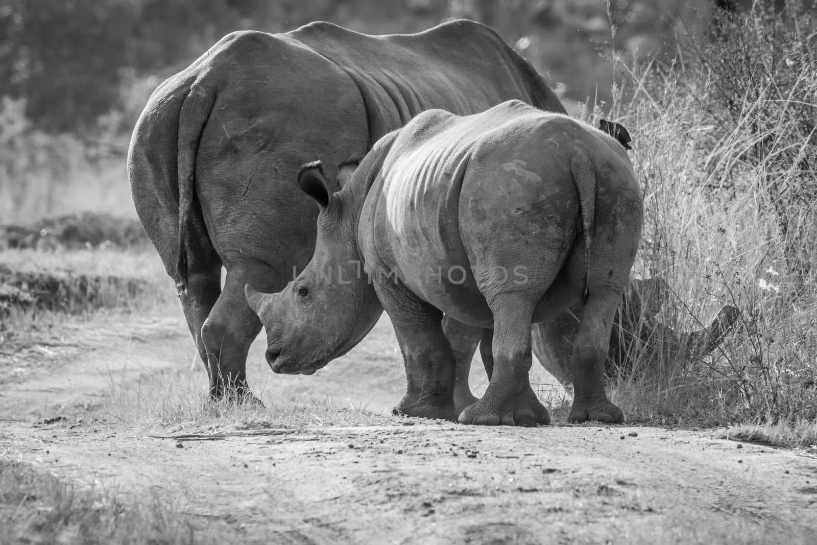 Mother White rhino with a calf in black and white in the bush, South Africa.