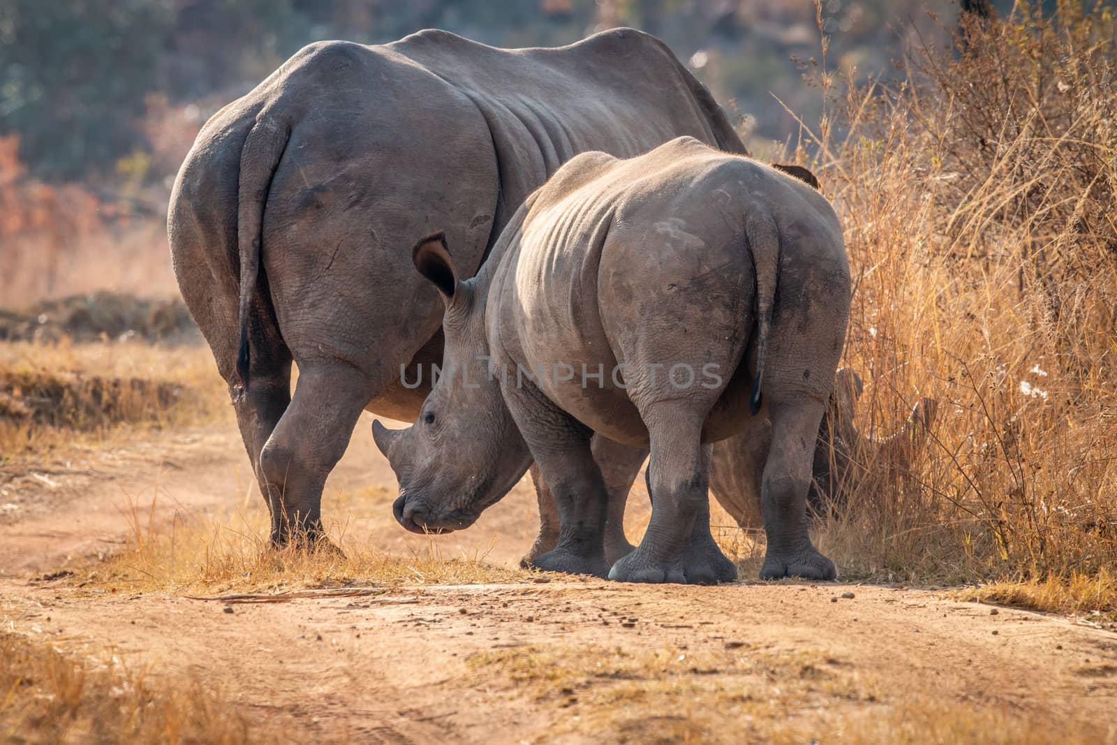 Mother White rhino with a calf in the bush, South Africa.