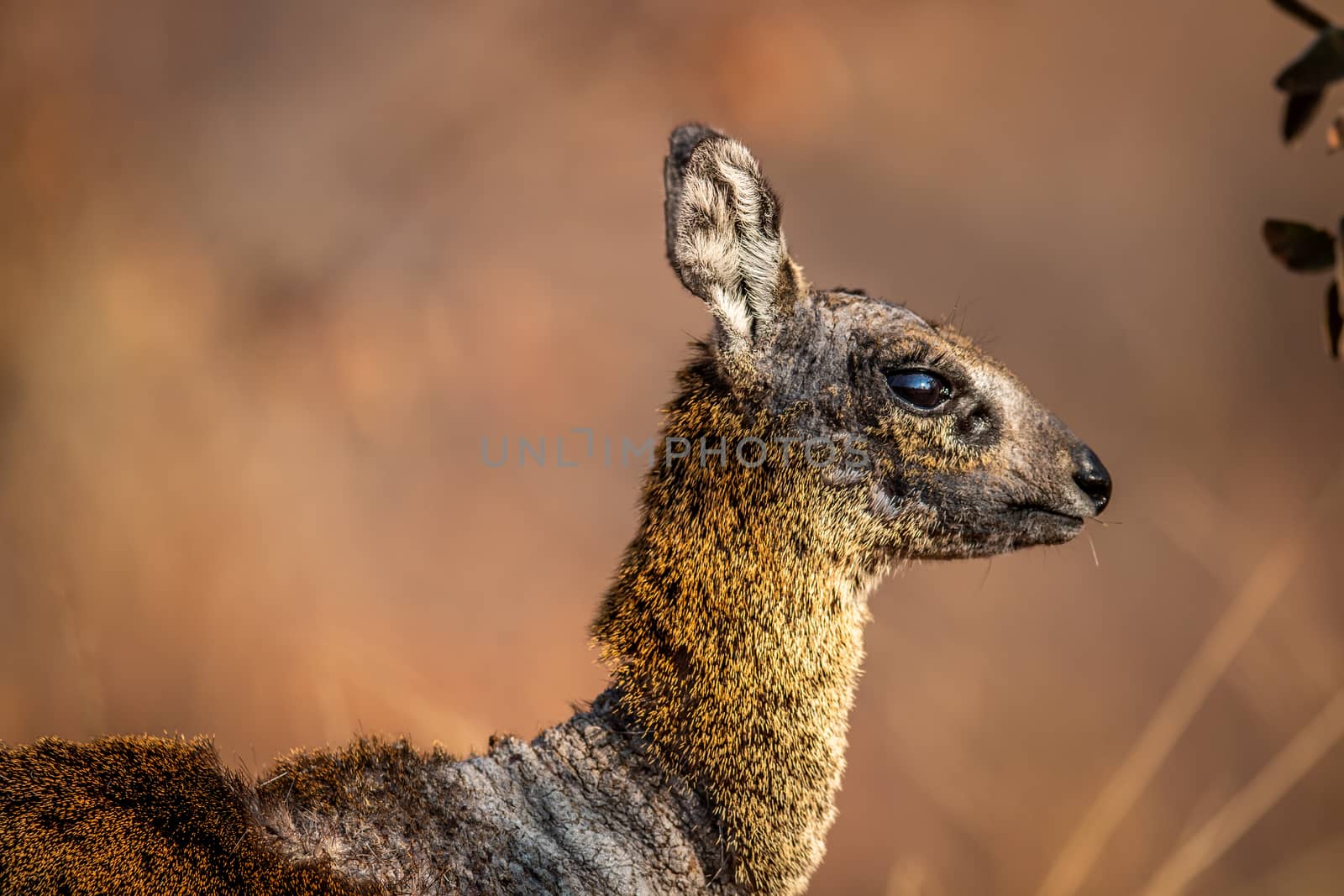 Close up of a Klipspringer in the Welgevonden game reserve, South Africa.