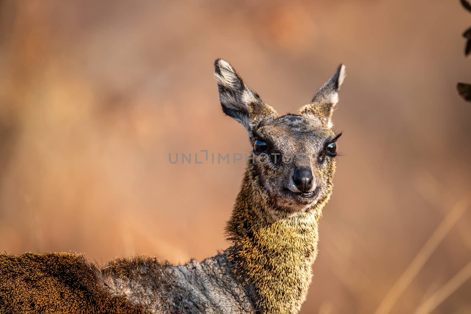 Close up of a Klipspringer in the Welgevonden game reserve, South Africa.