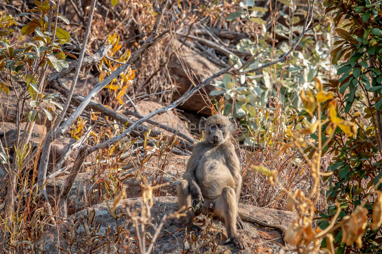 Chacma baboon sitting on a rock. by Simoneemanphotography