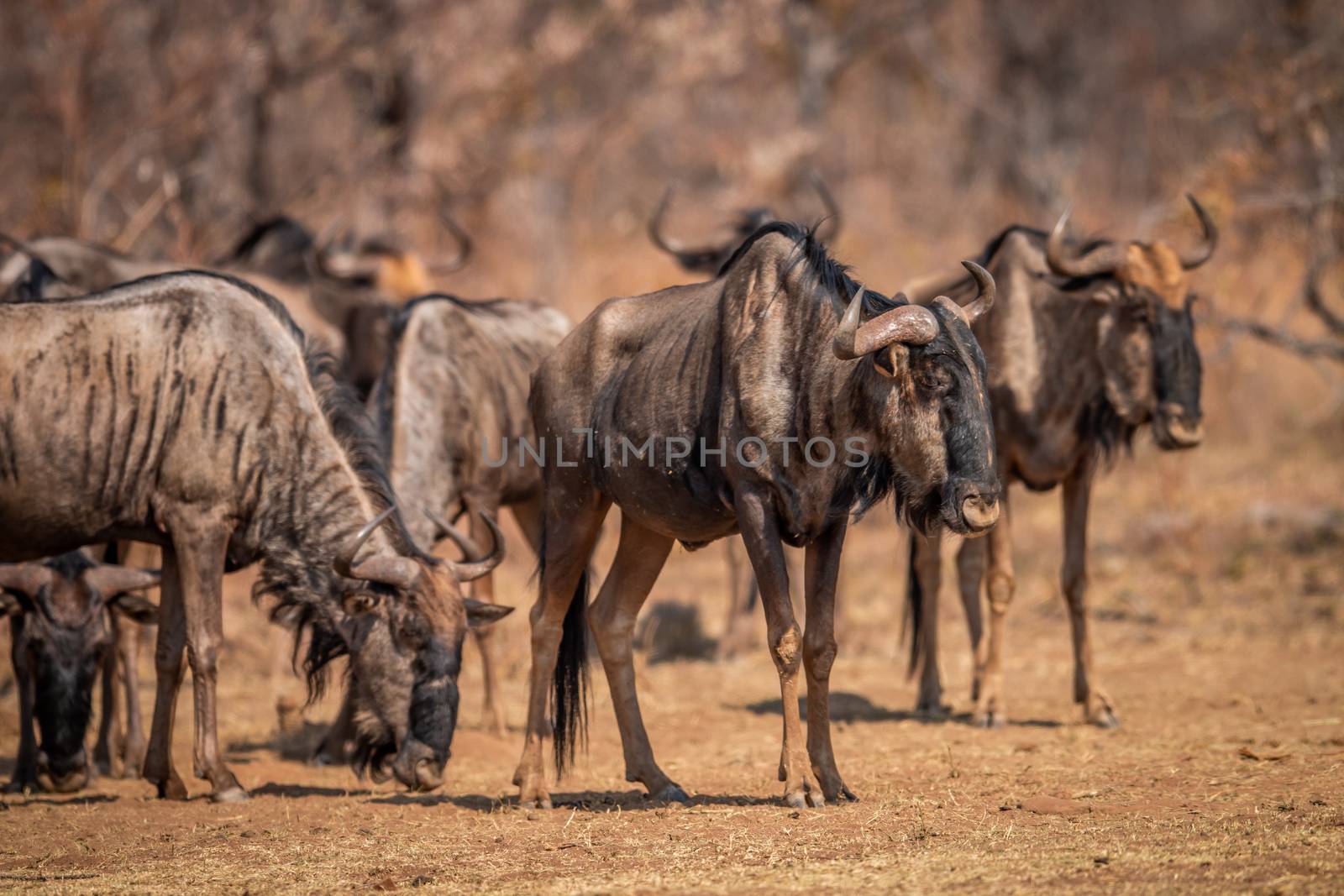 Blue wildebeest standing in the grass in the Welgevonden game reserve, South Africa.