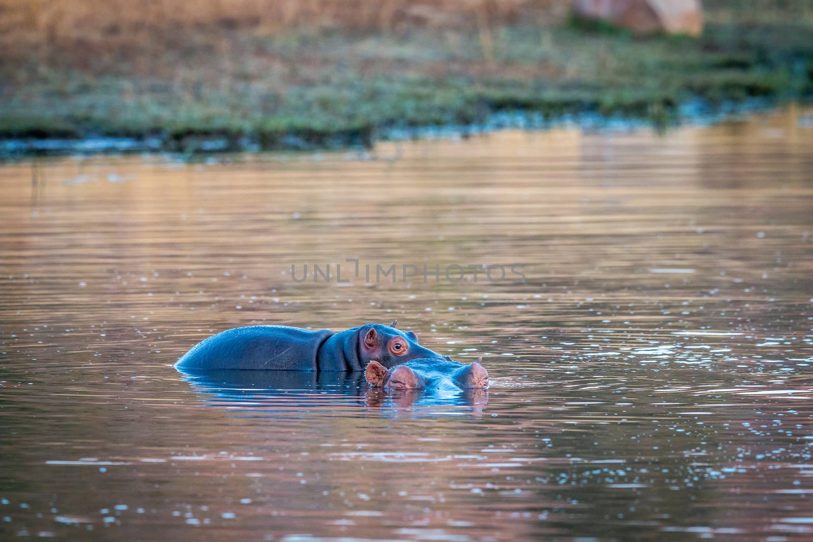 Baby Hippo standing on the back of his mother in the Welgevonden game reserve, South Africa.