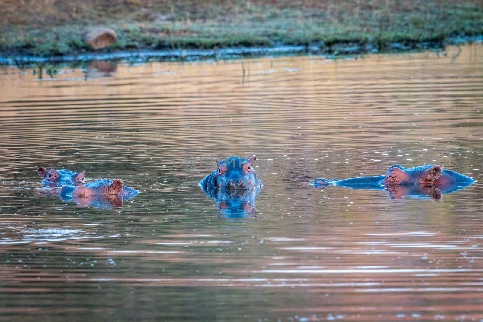 Group of Hippos standing in the water by Simoneemanphotography