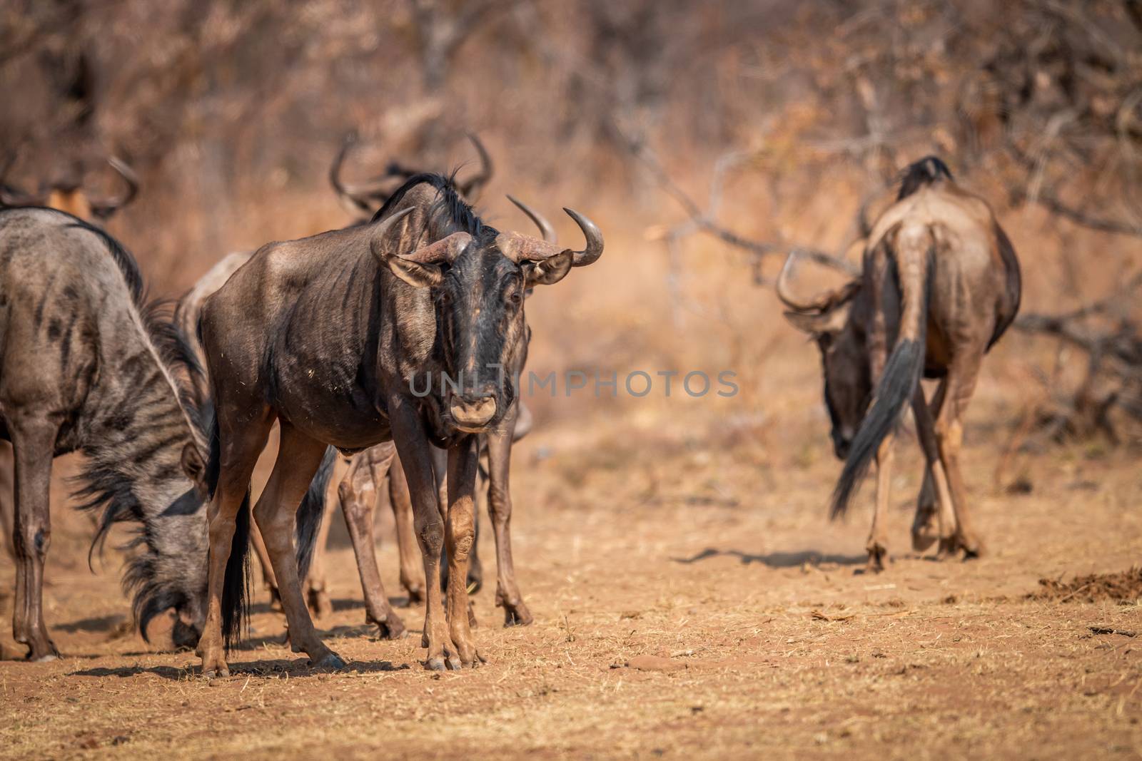 Blue wildebeest standing in the grass. by Simoneemanphotography