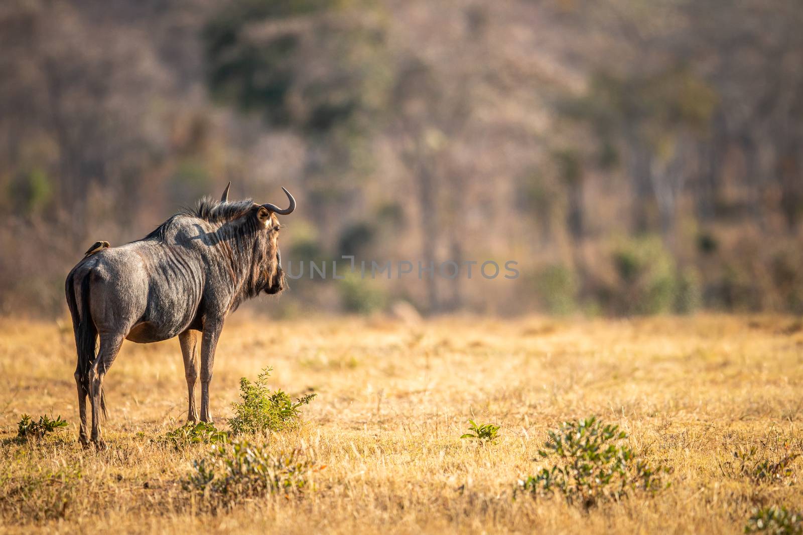 Blue wildebeest standing in the grass in the Welgevonden game reserve, South Africa.