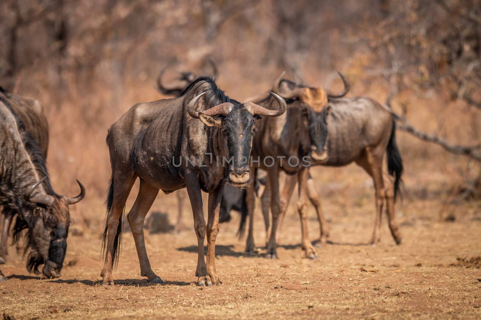 Blue wildebeest standing in the grass. by Simoneemanphotography