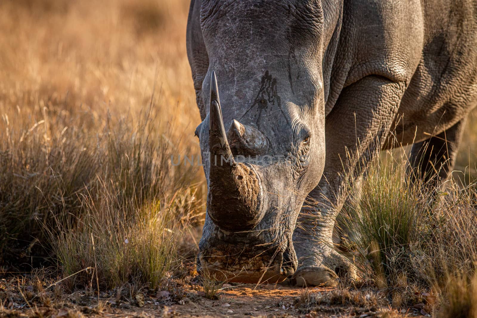 Close up of a White rhino head. by Simoneemanphotography