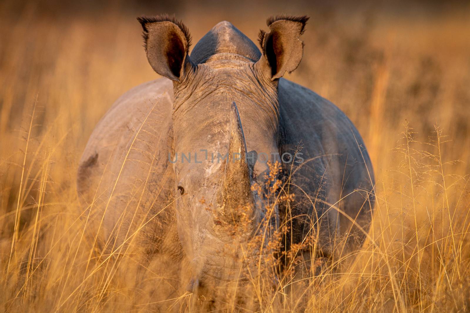 White rhino standing in the high grass. by Simoneemanphotography