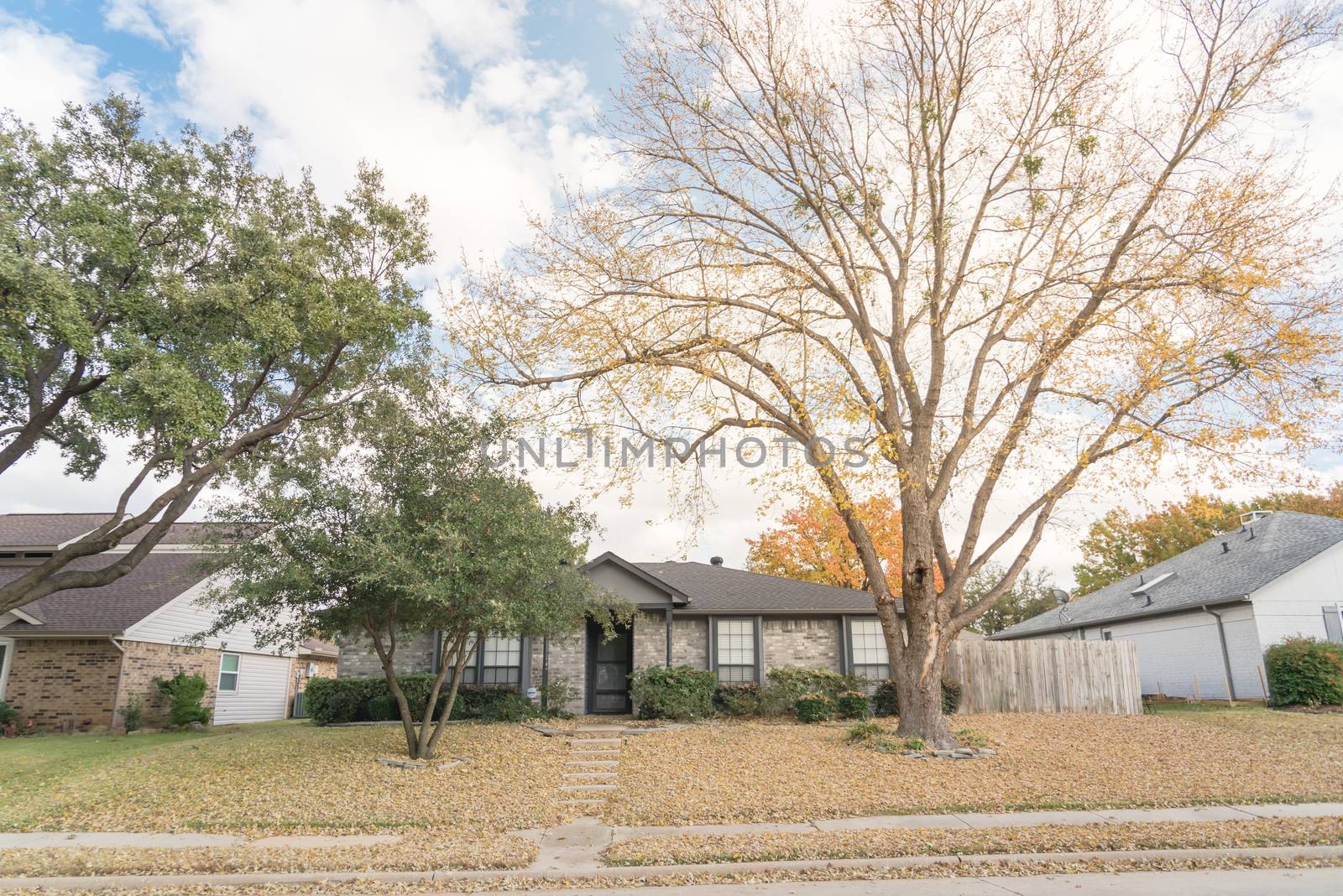 Beautiful front yard of typical single family houses near Dallas in fall season colorful leaves by trongnguyen
