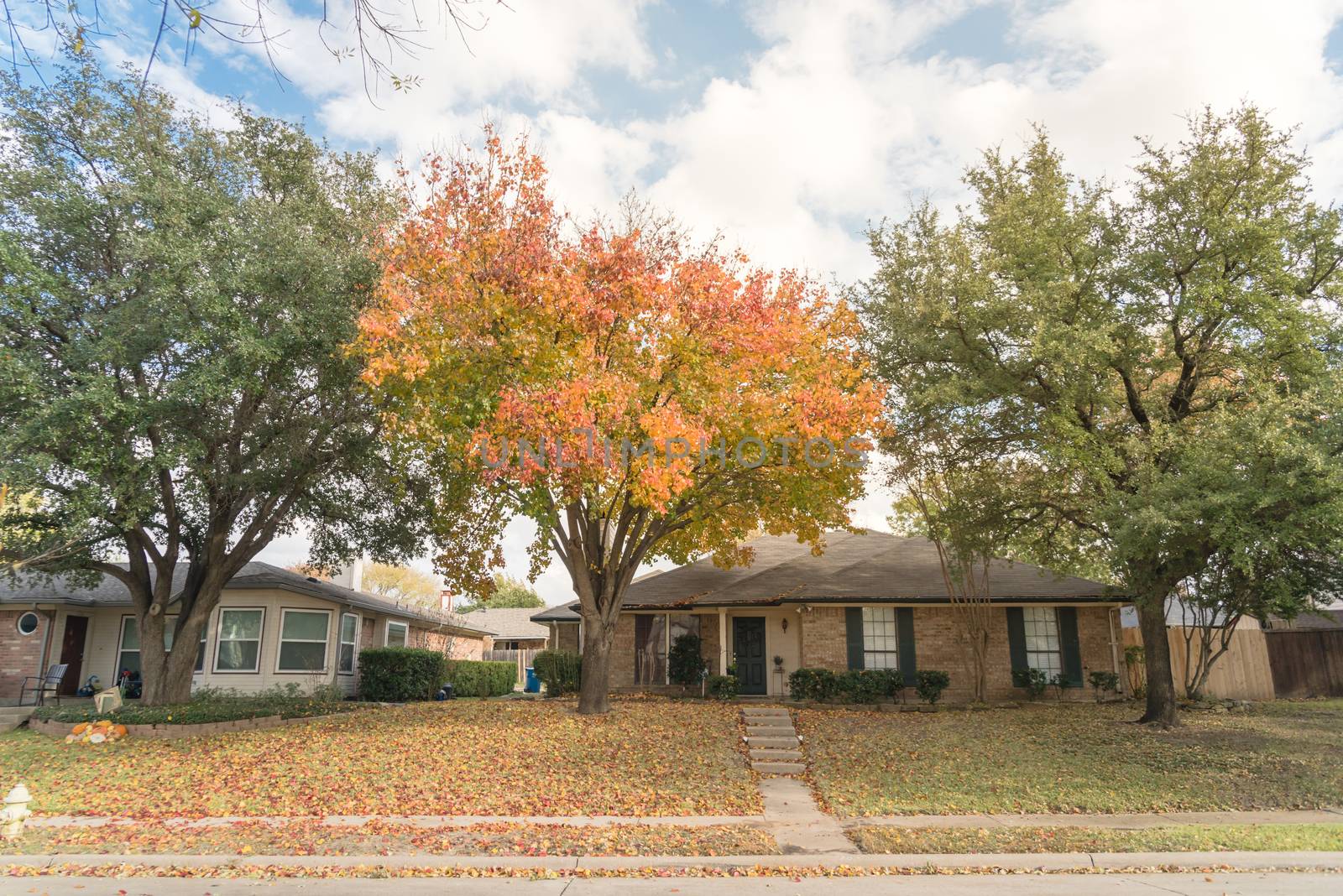 Typical front yard of single family houses near Dallas, Texas in fall season with colorful autumn leaves. Elevated sidewalk of one story house under mature trees with cloud blue sky