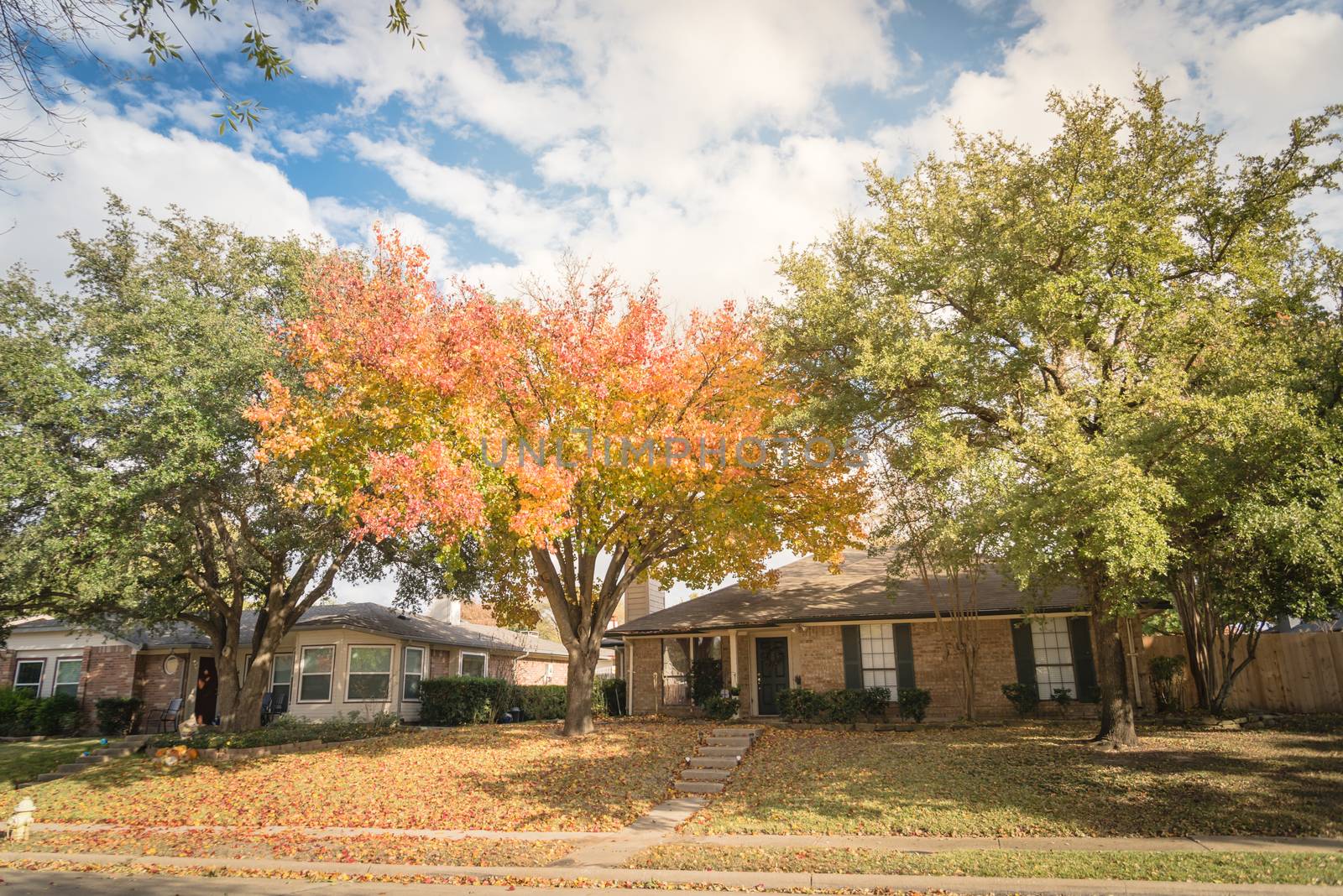 Beautiful front yard of typical single family houses near Dallas in fall season colorful leaves by trongnguyen