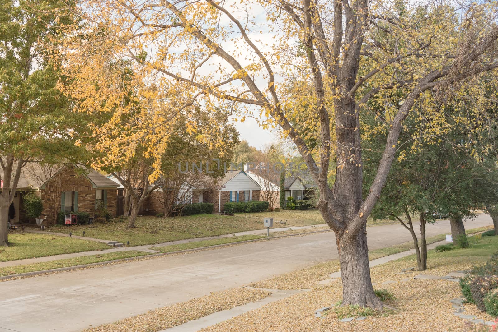 Almost bare tree yellow fall leaves at front yard of residential house in suburbs of Dallas. Quite neighborhood with row of typical one story house covered with dried autumn leaves