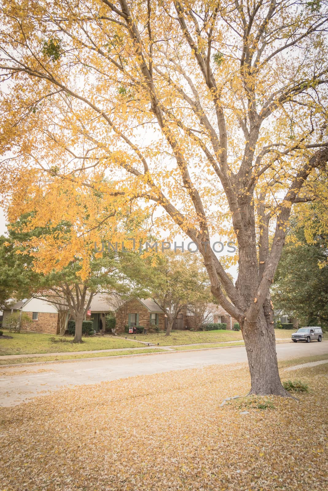 Fallen autumn leaves on front yard lawn and sidewalk of residential house in Dallas suburbs. Beautiful fall foliage with floor of dried maple leaves along quiet street with parked car in Texas, America