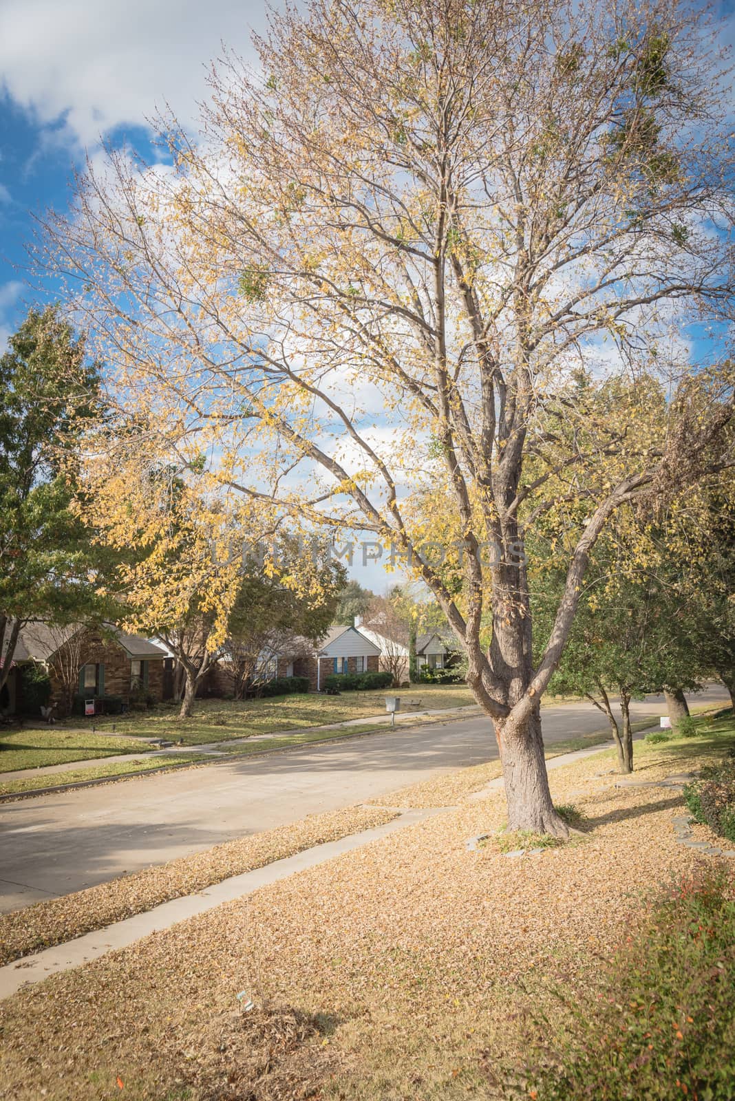 Front yard of residential house in suburbs of Dallas with almost bare maple yellow fall leaves by trongnguyen